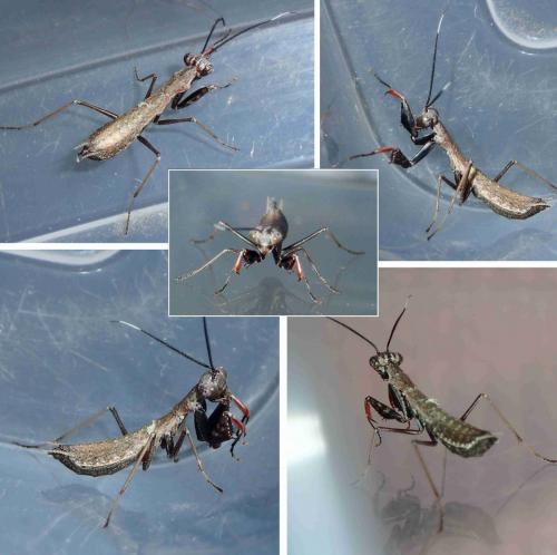 Réf. 264 077 : Iridopteryginae inconnu